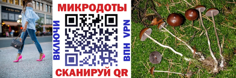 Псилоцибиновые грибы Psilocybine cubensis  Новопавловск 